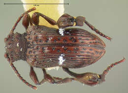 Image of <i>Fabrasia wheeleri</i>