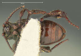 Image of <i>Fabrasia wheeleri</i>