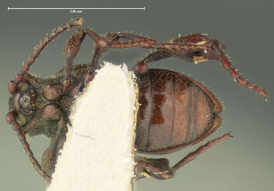 Image of <i>Fabrasia wheeleri</i>