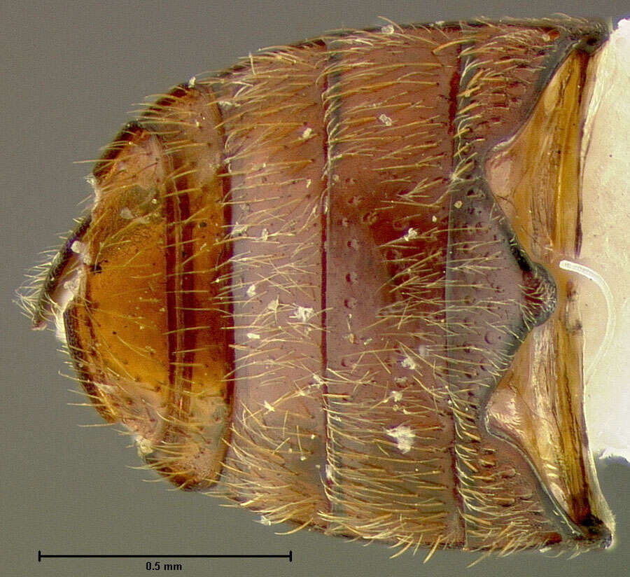 Image of <i>Ptinus costaricensis</i>