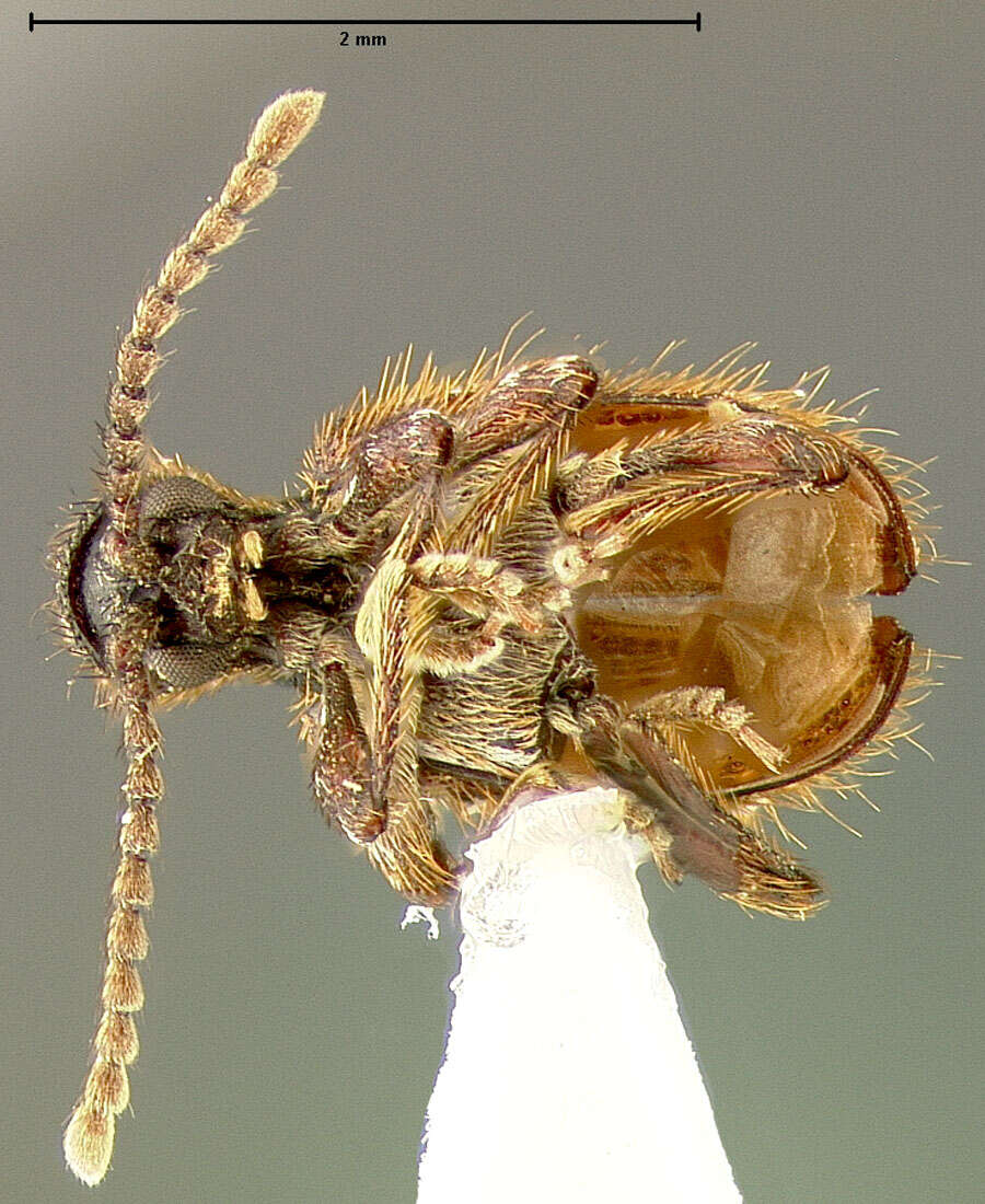 Image of <i>Ptinus costaricensis</i>