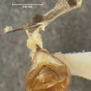 Image de <i>Podabrus brevipennis wittmeri</i> Fender (1971)