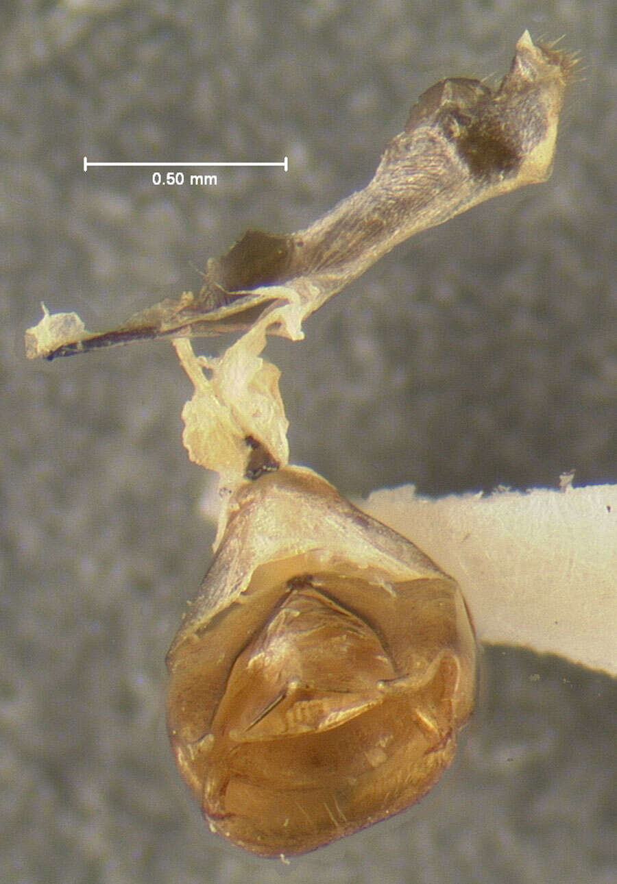 Image of <i>Podabrus brevipennis wittmeri</i> Fender (1971)