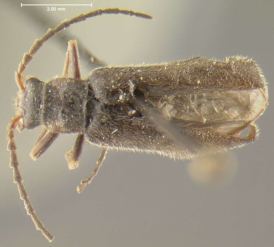 Image of <i>Podabrus brevipennis wittmeri</i> Fender (1971)