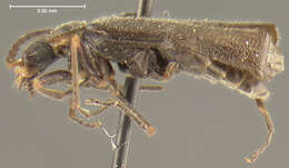 Image of <i>Podabrus brevipennis wittmeri</i> Fender (1971)