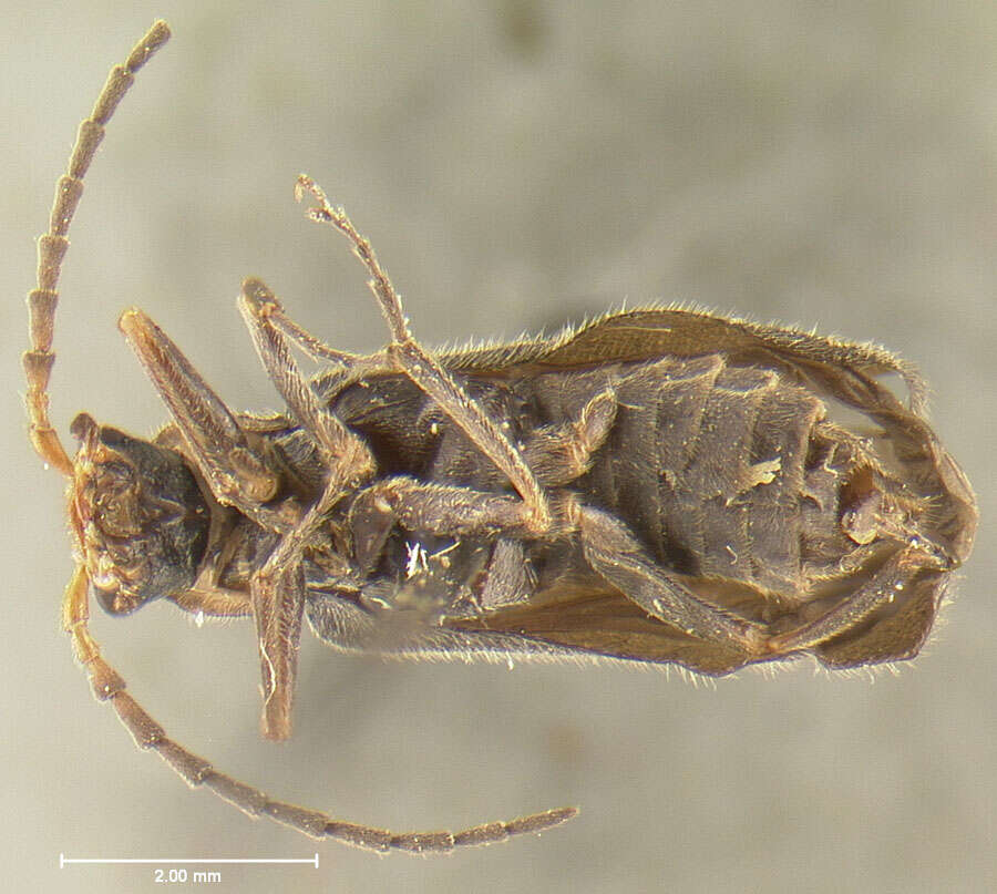 Image of <i>Podabrus brevipennis wittmeri</i> Fender (1971)