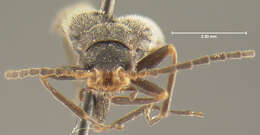 Image de <i>Podabrus brevipennis wittmeri</i> Fender (1971)