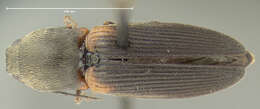 Image of <i>Athous scapularis</i>