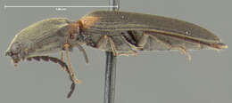 Image of <i>Athous scapularis</i>