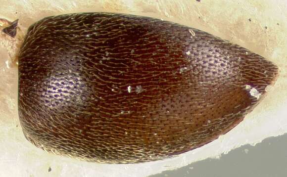 Image of Physemus punctatus Wooldridge 1976