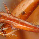 Image of Phyllophaga (Cnemarachis) mella Sanderson 1951