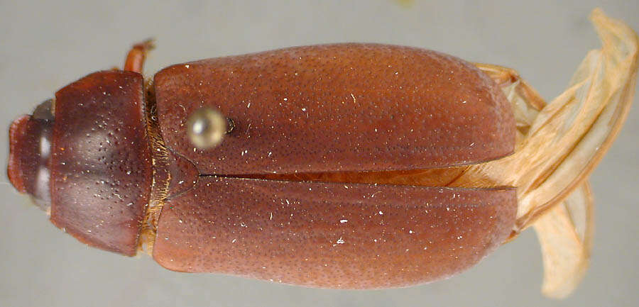 Sivun Phyllophaga (Cnemarachis) mella Sanderson 1951 kuva