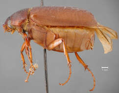 Sivun Phyllophaga (Cnemarachis) mella Sanderson 1951 kuva