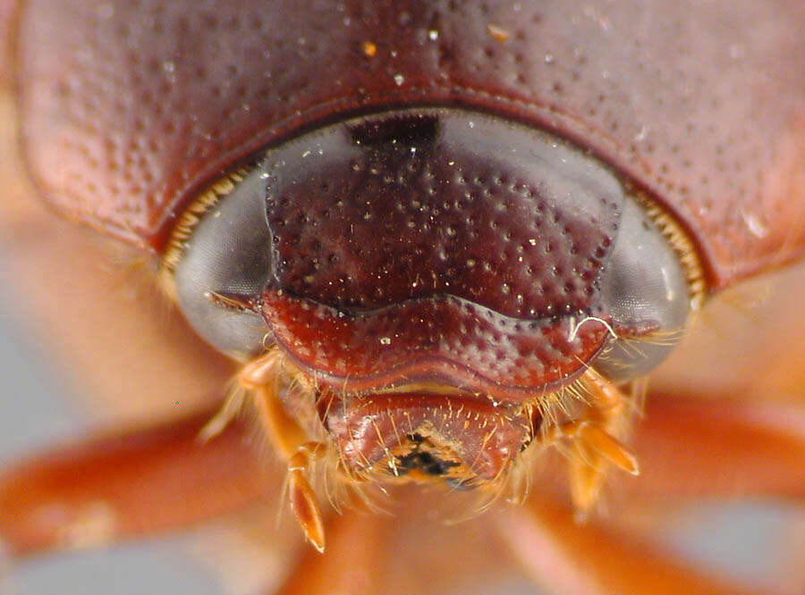 Sivun Phyllophaga (Cnemarachis) mella Sanderson 1951 kuva