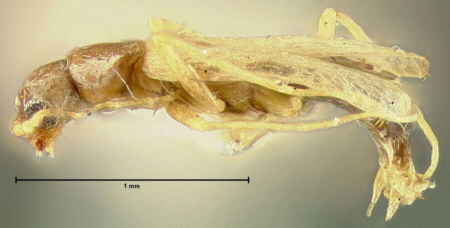 Thylodrias resmi