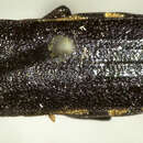 Image of <i>Agrilus occidentalis</i>