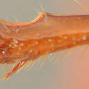 Image of Phyllophaga (Phyllophaga) probaporra Sanderson 1951