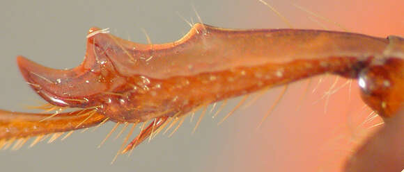 Image of Phyllophaga (Phyllophaga) probaporra Sanderson 1951