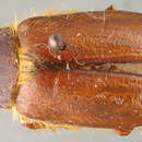 Image of Phyllophaga (Phyllophaga) costura Sanderson 1951