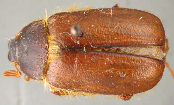 Image of Phyllophaga (Phyllophaga) costura Sanderson 1951