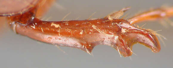 Image of Phyllophaga (Cnemarachis) cartaba Sanderson 1951