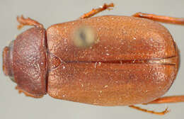 Image of Phyllophaga (Cnemarachis) cartaba Sanderson 1951