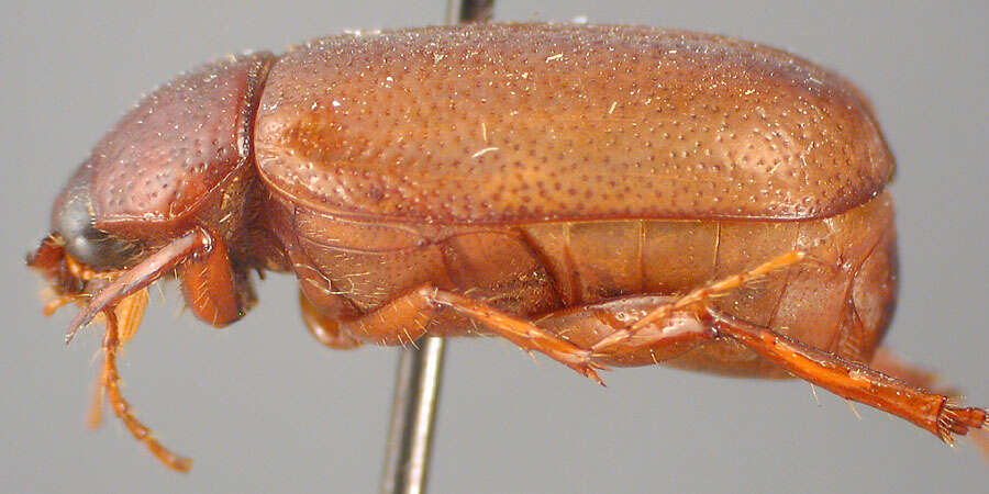 Image of Phyllophaga (Cnemarachis) cartaba Sanderson 1951