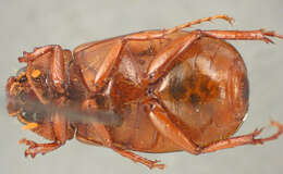 Image of Phyllophaga (Cnemarachis) cartaba Sanderson 1951