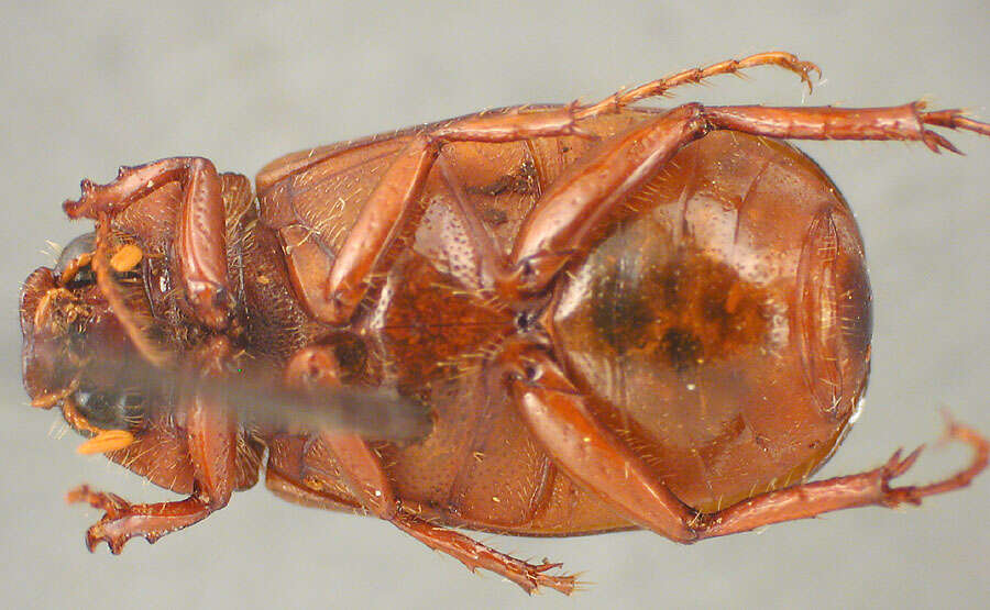 Image of Phyllophaga (Cnemarachis) cartaba Sanderson 1951