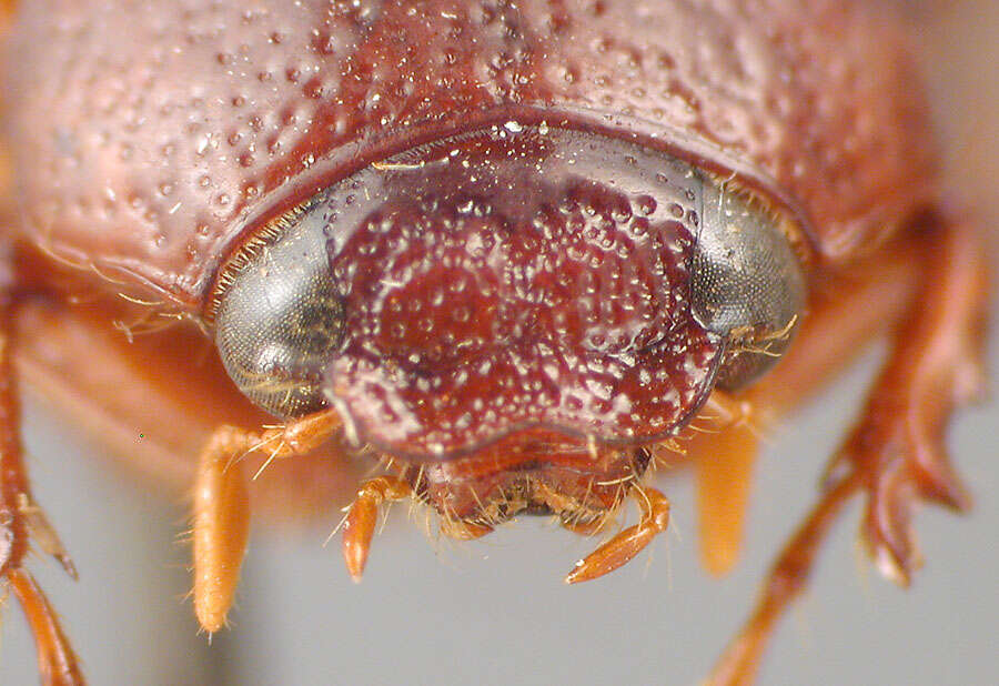 Image of Phyllophaga (Cnemarachis) cartaba Sanderson 1951