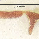Image of <i>Caenocara inepta</i>