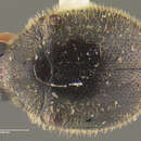 Image of <i>Caenocara tenuipalpa</i>