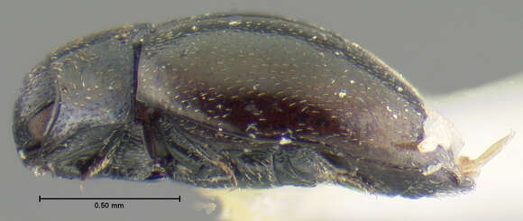 Image of Eulimnichus subitus Wooldridge 1979