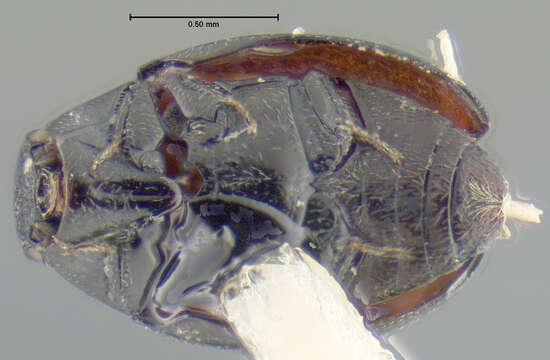 Image of Eulimnichus subitus Wooldridge 1979