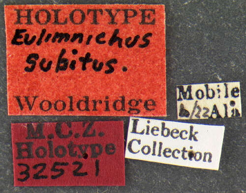 Image of Eulimnichus subitus Wooldridge 1979