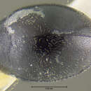 Image of Eulimnichus improcerus Wooldridge 1979