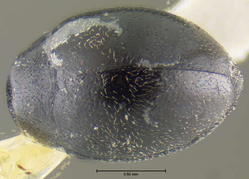 Image of Eulimnichus improcerus Wooldridge 1979