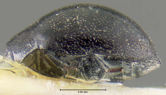 Image of Eulimnichus improcerus Wooldridge 1979