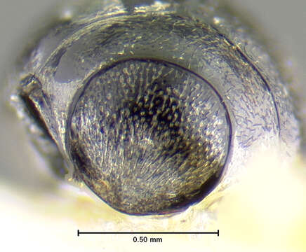 Image of Eulimnichus improcerus Wooldridge 1979