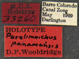 Image of Paralimnichus panamensis Wooldridge 1983