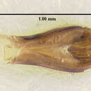 Image of Xenorhipis orinocoensis Bellamy 1991