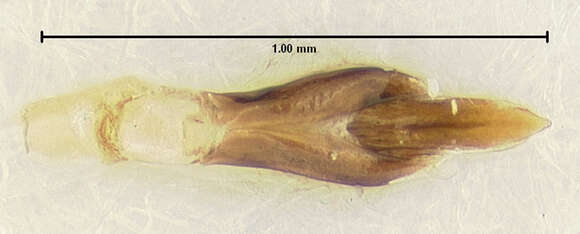 Image of Xenorhipis orinocoensis Bellamy 1991