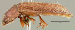 Image of <i>Peltis septentrionalis</i>