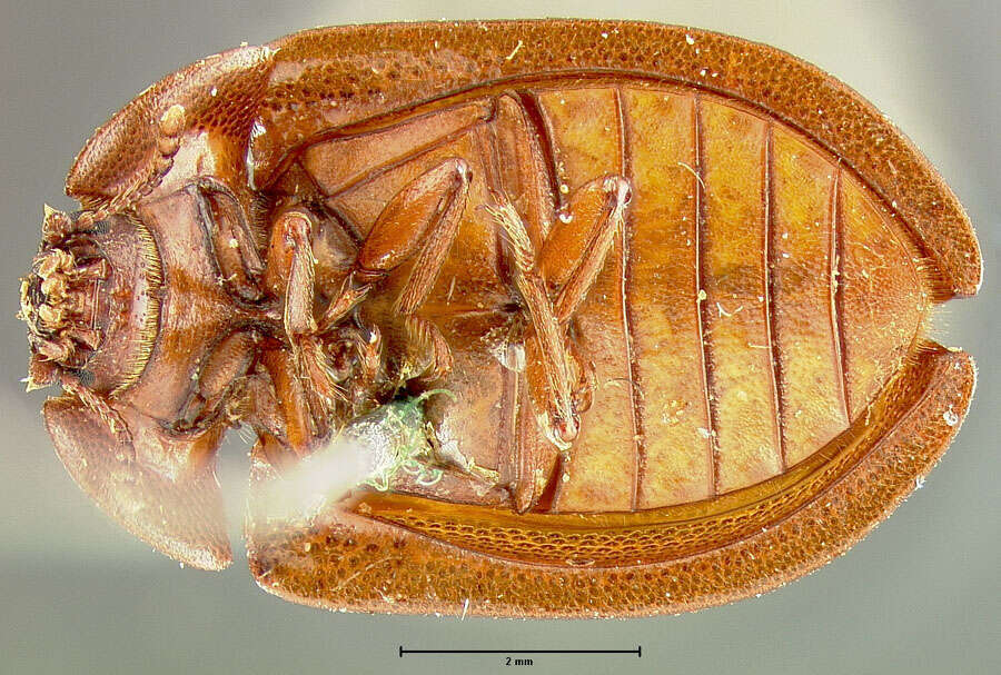 Image of <i>Peltis septentrionalis</i>