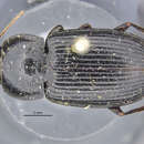 Anisodactylus (Anisodactylus) melanopus (Haldeman 1843) resmi