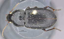 Imagem de Anisodactylus (Anisodactylus) melanopus (Haldeman 1843)