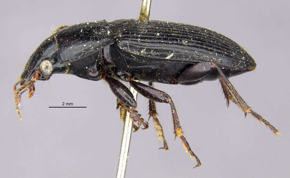 Anisodactylus (Anisodactylus) melanopus (Haldeman 1843) resmi