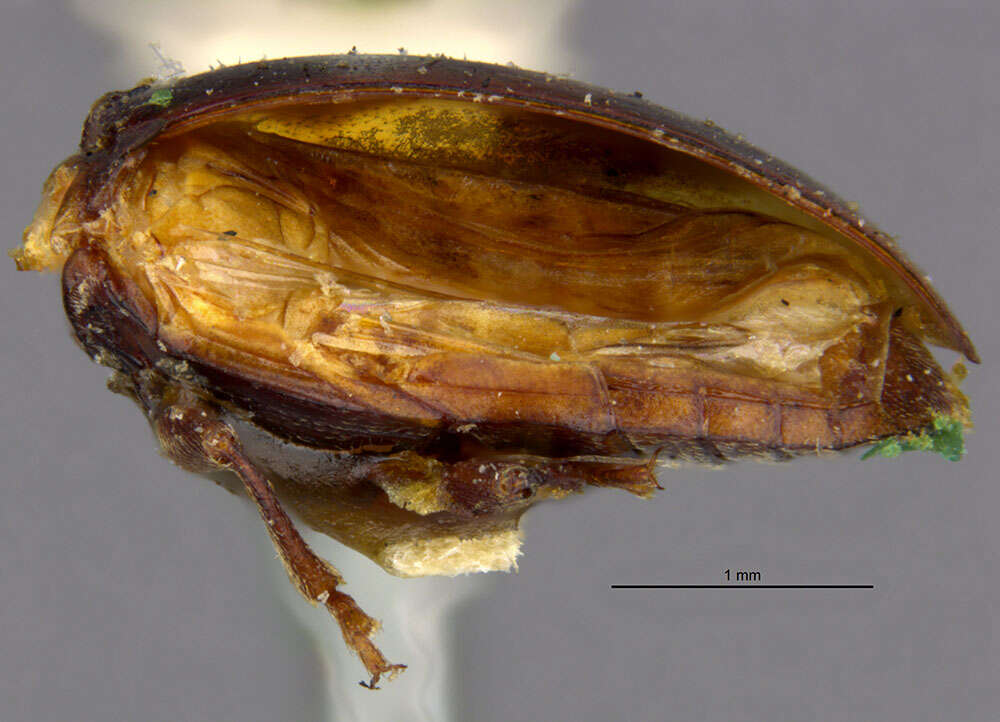Image of Endomychus limbatus (Horn 1870)