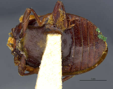 Image of Endomychus limbatus (Horn 1870)