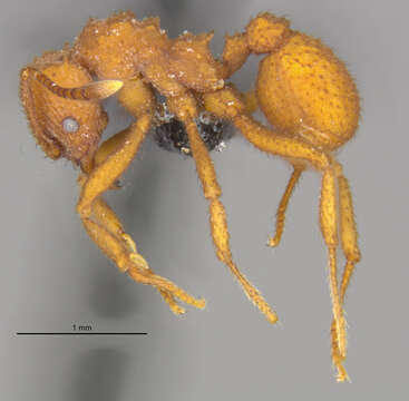 Imagem de <i>Trachymyrmex pomonae</i>